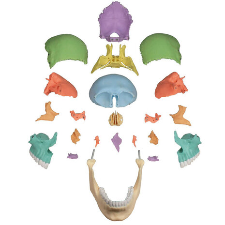 Anatomie model schedel osteopathie, 22-delig, topkwaliteit