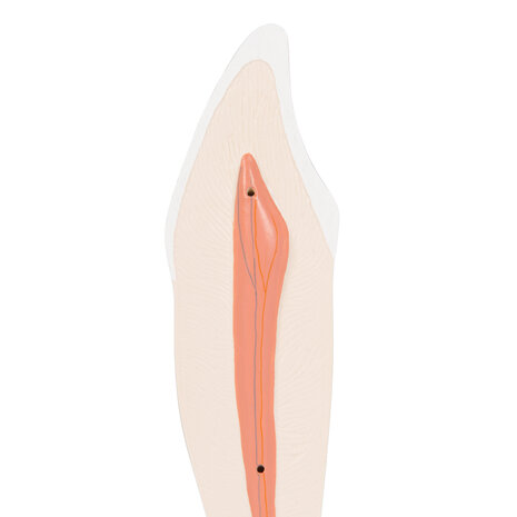 Anatomie model onderste hoektand, 2-delig, 29 cm