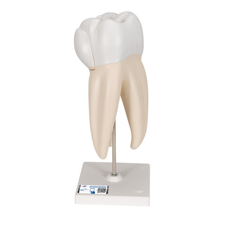 Anatomie model bovenmolaar, 3-delig, 29 cm