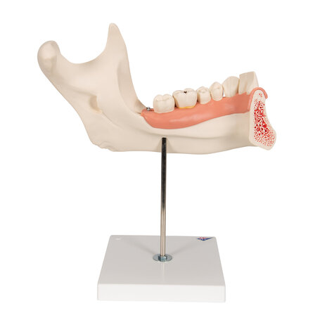 Anatomie model onderkaak, 6-delig, 35x18x36 cm