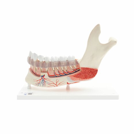 Anatomie model onderkaak, 19-delig, 22x32x9 cm