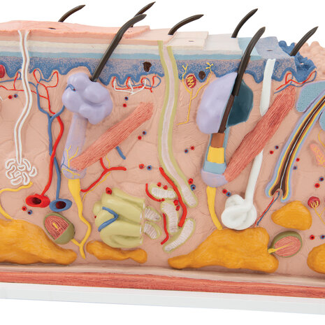 Anatomie model huid, 70x vergroot, 44x24x23 cm