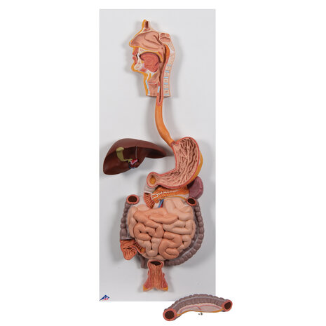 Anatomie model spijsvertering, 2-delig, 81x33x10 cm