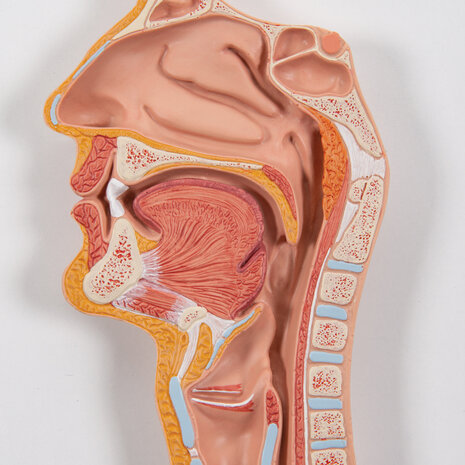 Anatomie model spijsvertering, 2-delig, 81x33x10 cm