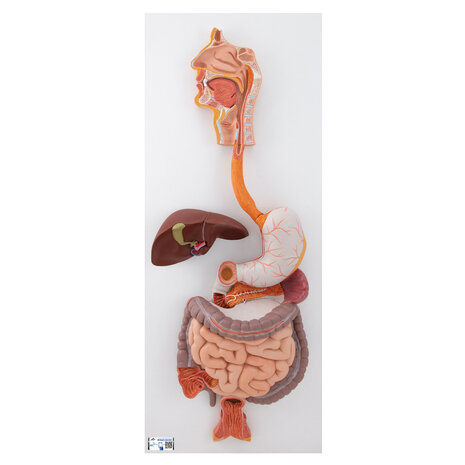 Anatomie model spijsvertering, 3-delig, 81x33x10 cm