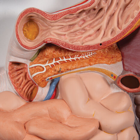 Anatomie model spijsvertering, 3-delig, 81x33x10 cm