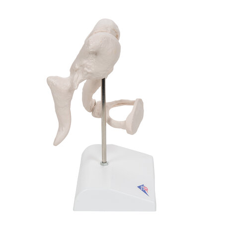 Anatomie model gehoorbeentjes, 20x vergroot