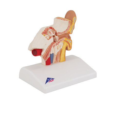 Anatomie model oor, 14x10x15 cm