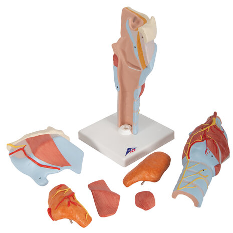 Anatomie model strottenhoofd, 7-delig, 12x12x23 cm