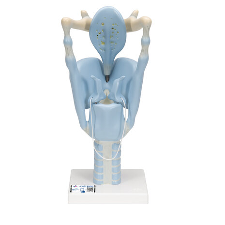 Anatomie model strottenhoofd, functioneel, 32x13x15 cm