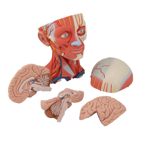 Anatomie model hoofd met spieren, bloedvaten, zenuwen en hersenen (5-delig, 36x18x18 cm)