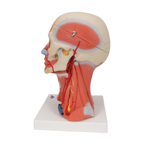 Anatomie model hoofd met spieren, bloedvaten, zenuwen en hersenen (5-delig, 36x18x18 cm)