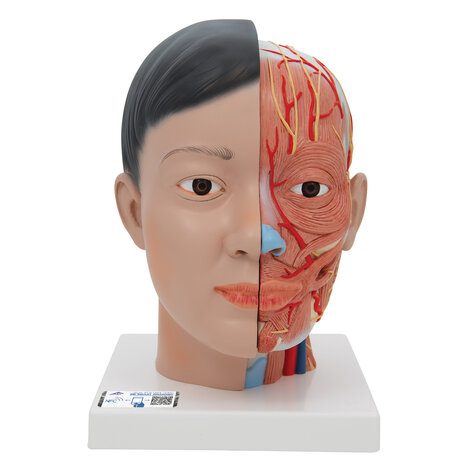 Anatomie model Aziatisch hoofd met hersenen en hals (4-delig, 26 cm hoog)