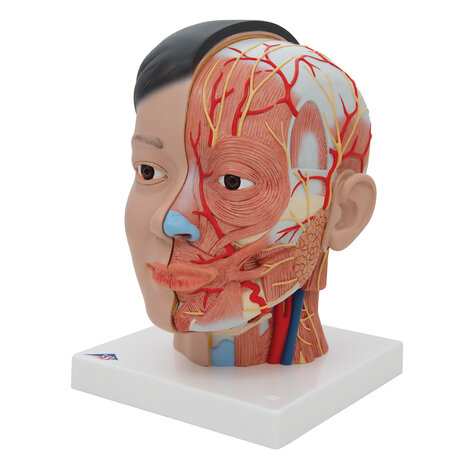 Anatomie model Aziatisch hoofd met hersenen en hals (4-delig, 26 cm hoog)