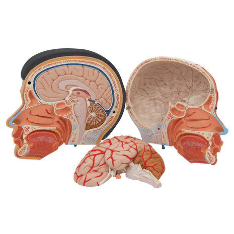 Anatomie model Aziatisch hoofd met hersenen en hals (4-delig, 26 cm hoog)