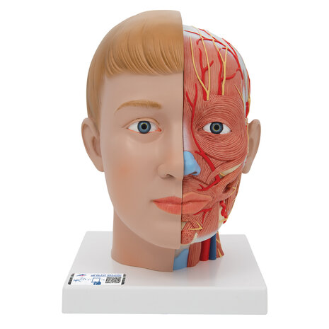 Anatomie model hoofd met hersenen en hals (4-delig, 19x23x22 cm)