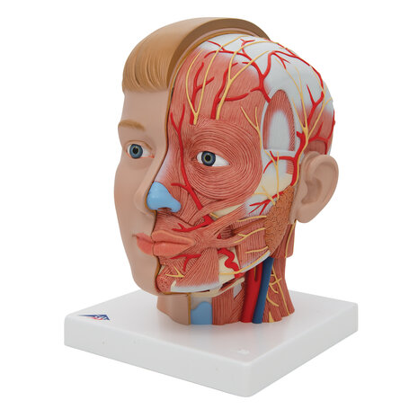 Anatomie model hoofd met hersenen en hals (4-delig, 19x23x22 cm)