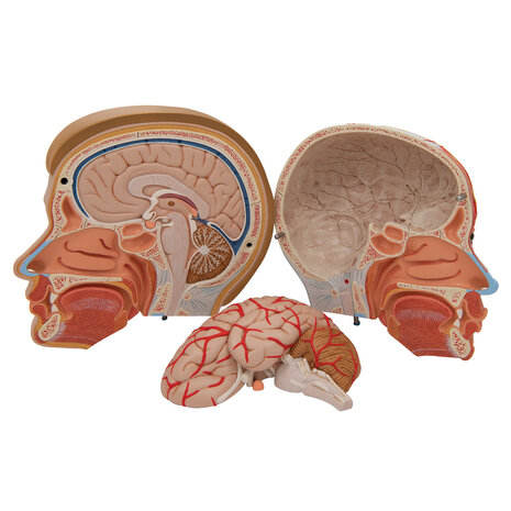 Anatomie model hoofd met hersenen en hals (4-delig, 19x23x22 cm)