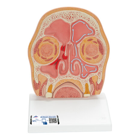 Anatomie model van het hoofd, doorsnede, 41x31x5 cm