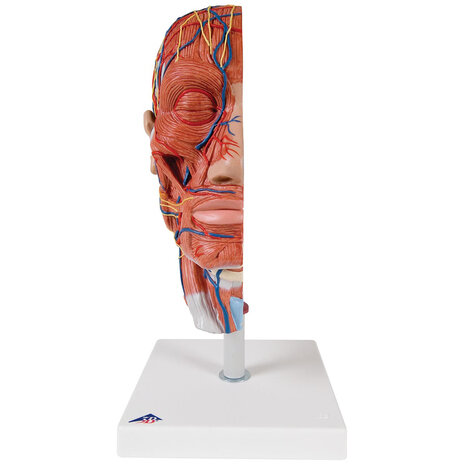 Anatomie model van het hoofd, doorsnede, 22x18x46 cm