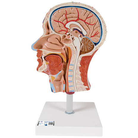 Anatomie model van het hoofd, doorsnede, 22x18x46 cm