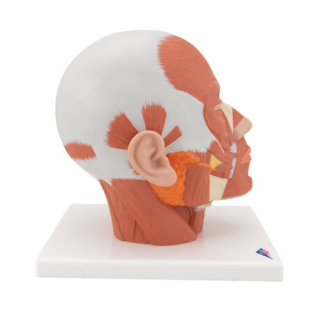 Anatomie model van het hoofd en nek met spieren, 24x18x24 cm