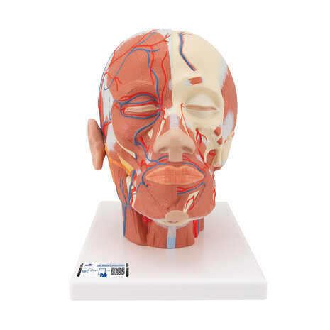 Anatomie model van het hoofd en nek met spieren en bloedvaten, 24x18x24 cm