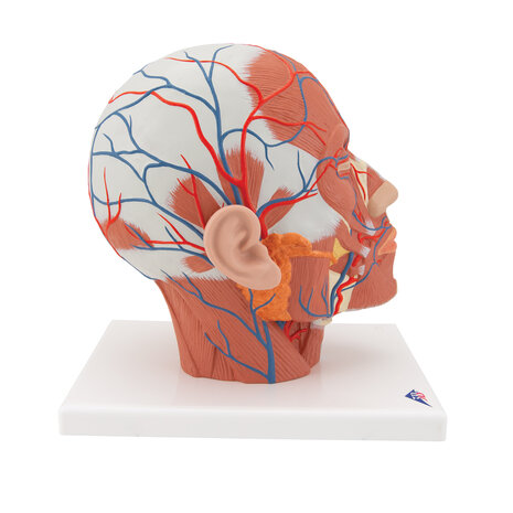 Anatomie model van het hoofd en nek met spieren en bloedvaten, 24x18x24 cm