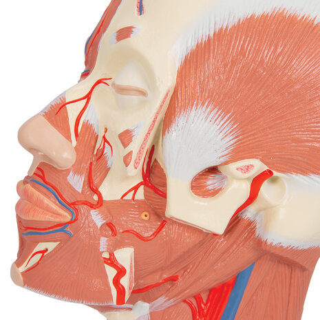 Anatomie model van het hoofd en nek met spieren en bloedvaten, 24x18x24 cm