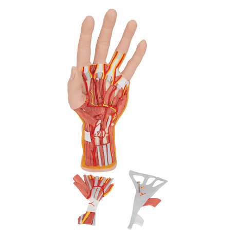 Anatomie model hand en pols, 3-delig