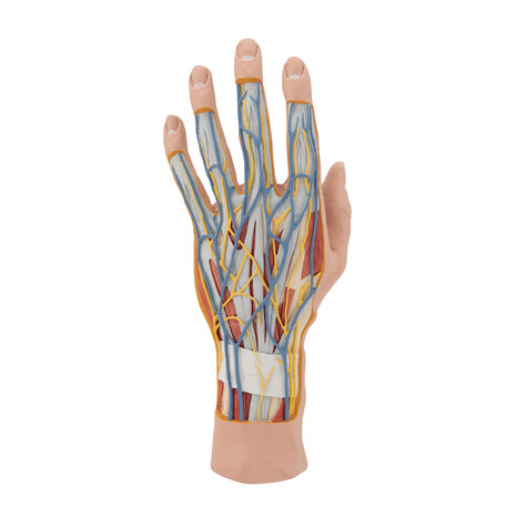 Anatomie model hand en pols, 3-delig