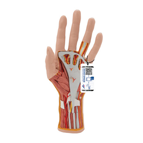 Anatomie model hand en pols, 3-delig