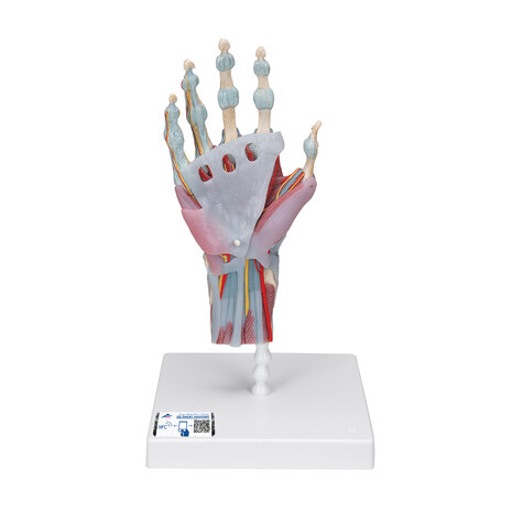 Anatomie model hand en pols, 4-delig