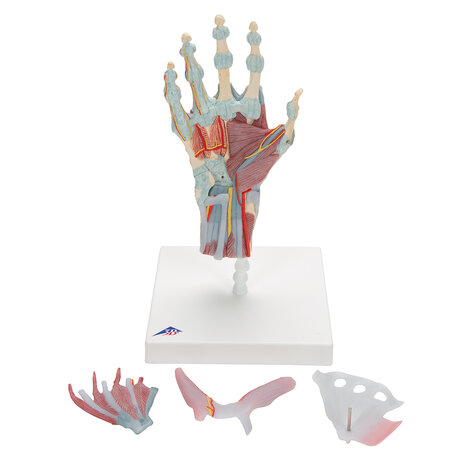 Anatomie model hand en pols, 4-delig