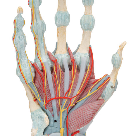 Anatomie model hand en pols, 4-delig