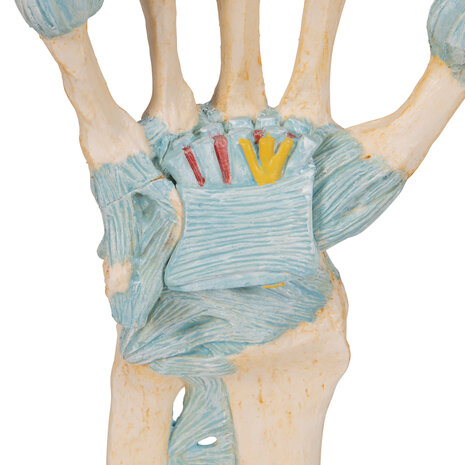 Anatomie model hand en pols met ligmenten en carpale tunnel