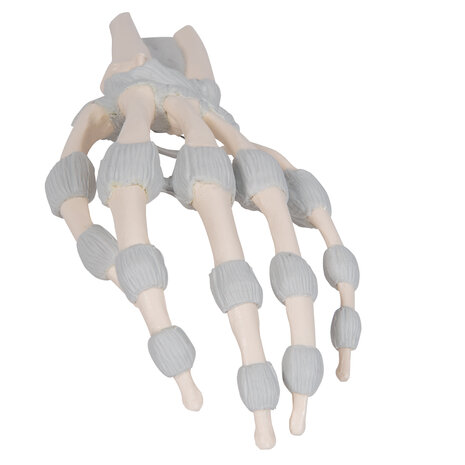 Anatomie model hand en pols, flexibele banden