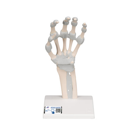 Anatomie model hand en pols, flexibele banden