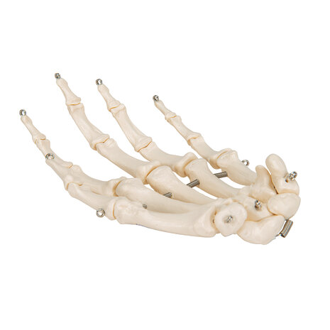 Anatomie model hand