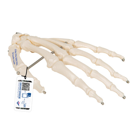 Anatomie model hand