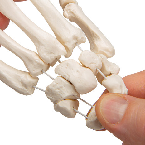 Anatomie model hand