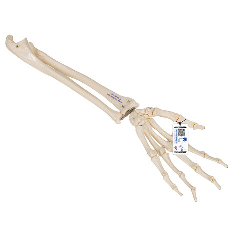 Anatomie model hand en onderarm