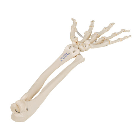 Anatomie model hand en onderarm