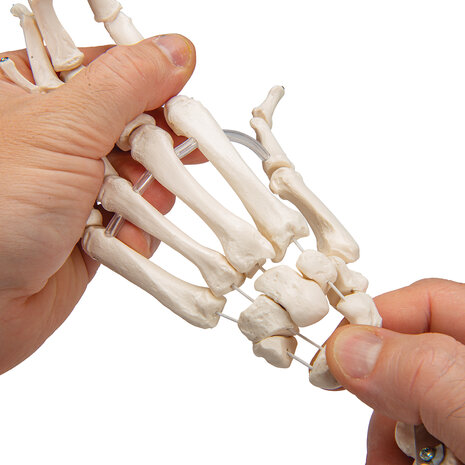 Anatomie model hand en onderarm