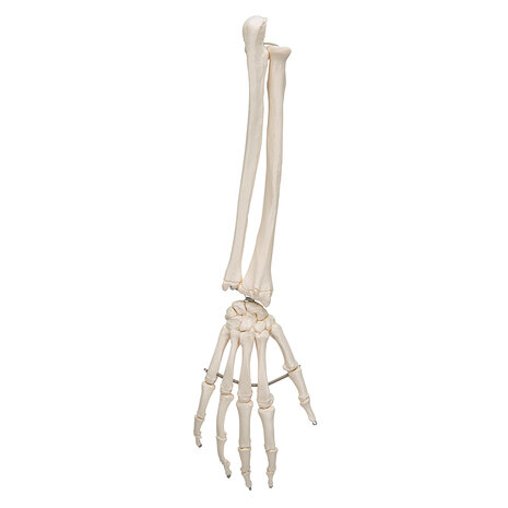 Anatomie model hand en onderarm