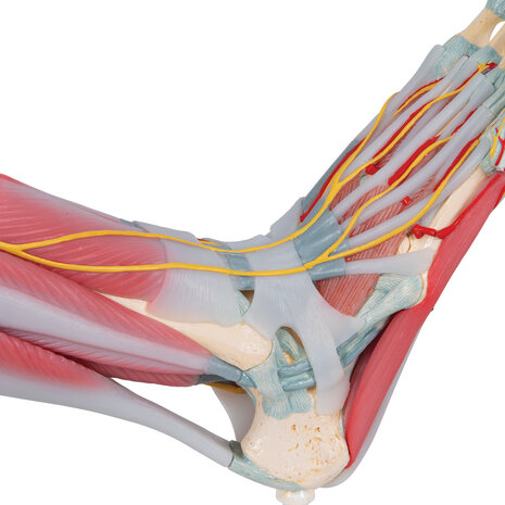 Anatomie model voet met ligamenten en spieren