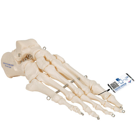 Anatomie model voetskelet