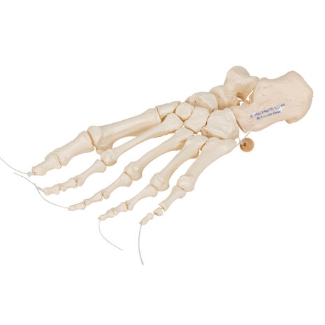 Anatomie model voetskelet, flexibel