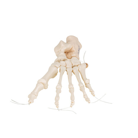 Anatomie model voetskelet, flexibel