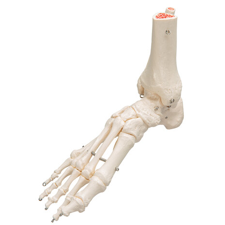 Anatomie model voetskelet